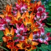 Tulip Little Collection 1 Tulip Little Collection -Plant Flower Store Tulip Little Collection 1022390 39791.1687944677