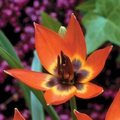 Tulip Little Princess 6cm+ Tulipa -Plant Flower Store Tulip Little Princess 0003042 4 18673.1688720819