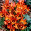 Tulip Little Princess 6cm+ Tulipa -Plant Flower Store Tulip Little Princess 6cm 0003042 48284.1688720821