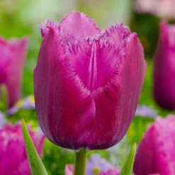 Tulip Louvre