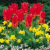 Tulip Madam Lefeber Tulipa -Plant Flower Store Tulip Madam Lefeber 0002716 12914.1628521063