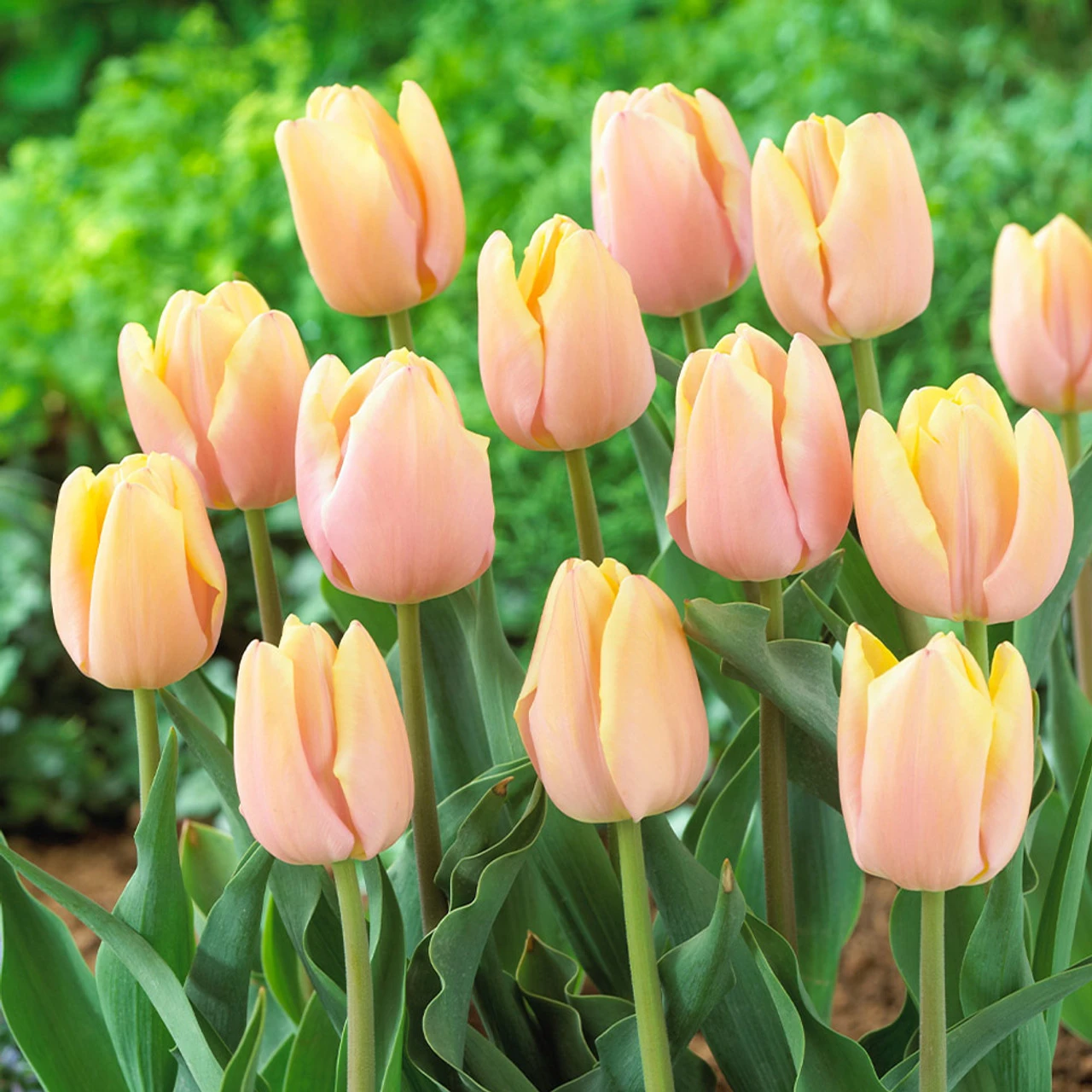 Tulip Magic Lavender/Mango Charm 4 Tulip Magic Lavender/Mango Charm - Image 2