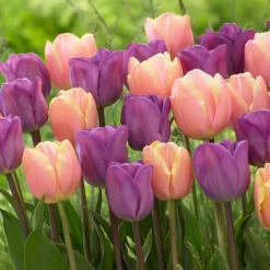 Tulip Magic Lavender/Mango Charm