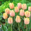 Tulip Mango Charm -Plant Flower Store Tulip Mango Charm 0007368 33238.1628505239