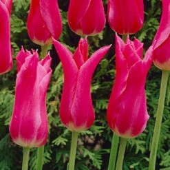 Tulip Mariette 10/11cm Tulipa -Plant Flower Store Tulip Mariette 0000777 2 80556.1655117941