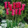 Tulip Mariette -Plant Flower Store Tulip Mariette 0002846 83087.1687940678
