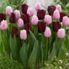 Tulip Mascara/Pink Diamond Collection Tulipa