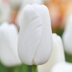 Tulip Maureen Single Late Tulip 'Maureen'