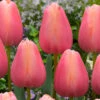 Tulip Menton Tulipa -Plant Flower Store Tulip Menton 0002996 56168.1639995746