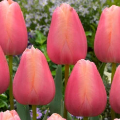 Tulip Menton Tulipa
