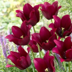 Tulip Merlot Tulipa