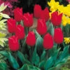 Tulip Merry Christmas Tulipa -Plant Flower Store Tulip Merry Christmas 0002952 54044.1628160914