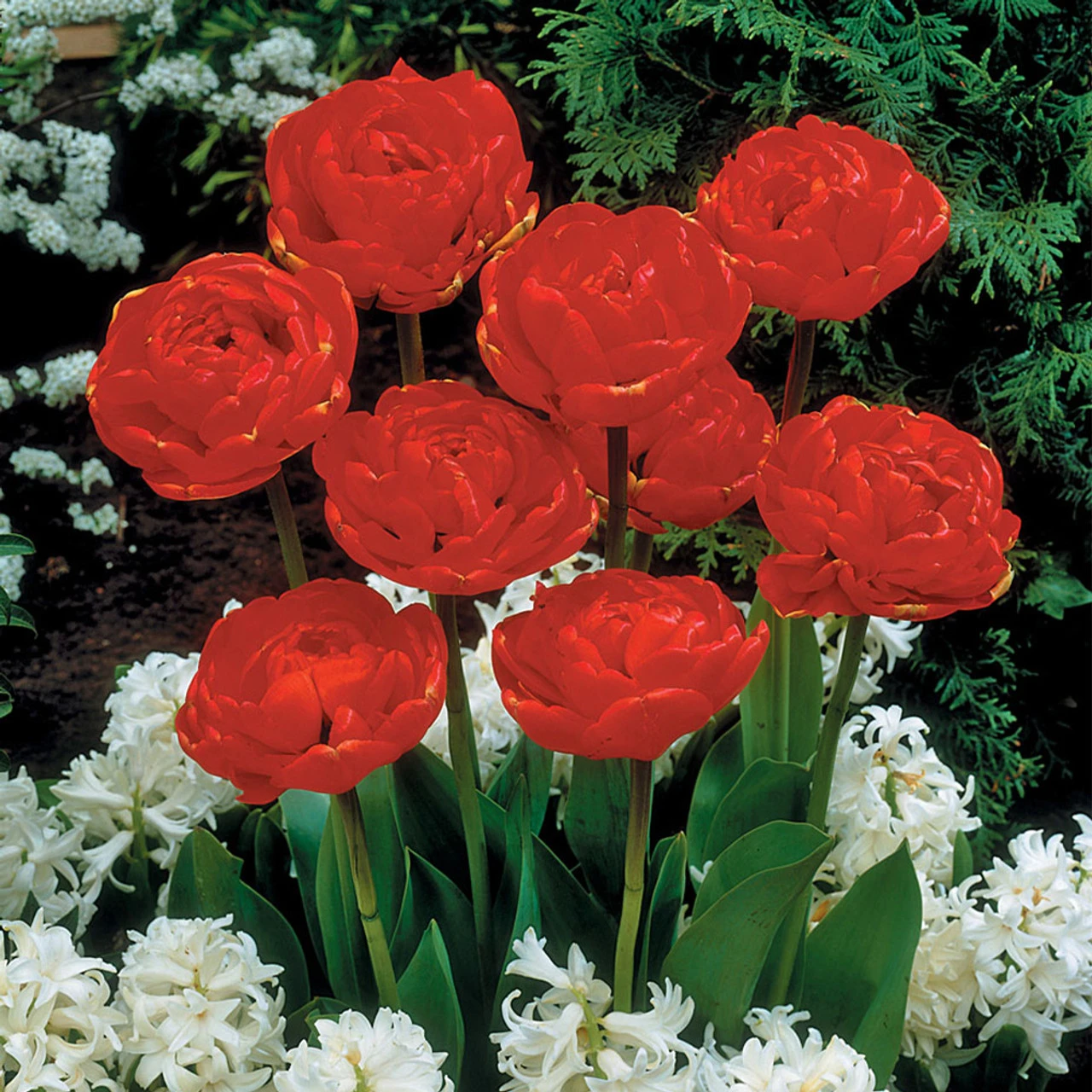 Tulip Miranda Tulipa 4 Tulip Miranda Tulipa - Image 2