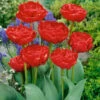 Tulip Miranda Tulipa 2 Tulip Miranda Tulipa -Plant Flower Store Tulip Miranda 11 12cm 0002692 21117.1654678901