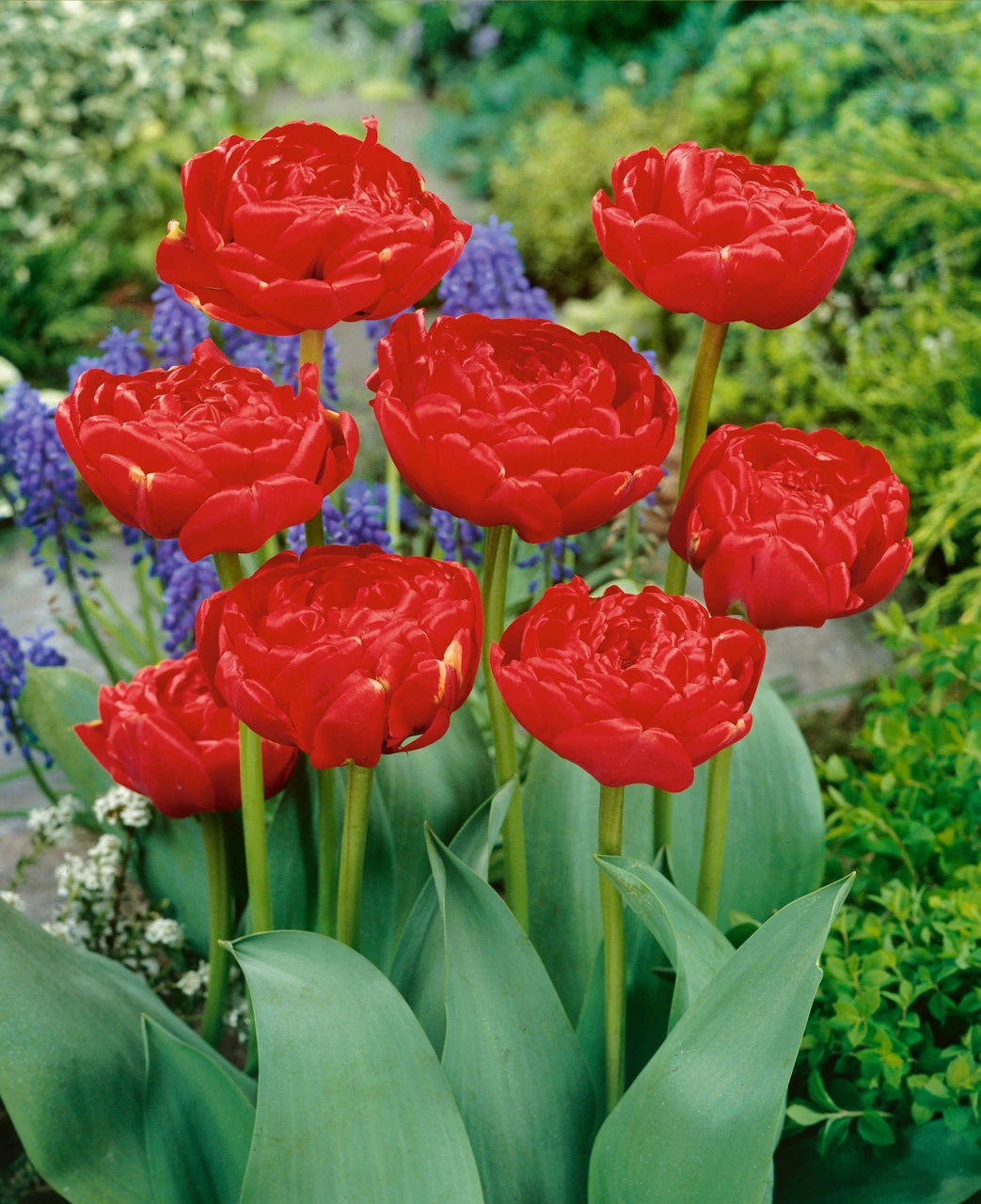 Tulip Miranda Tulipa 3 Tulip Miranda Tulipa