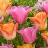 Tulip Mistress 2 Tulip Mistress -Plant Flower Store Tulip Mistress 0007965 40448.1629188855
