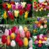 Tulip Mixtures Collection 1 Tulip Mixtures Collection 1 -Plant Flower Store Tulip Mixtures Collection1 1021458 10 10506.1657630936