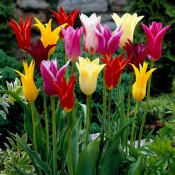 Tulip Mixtures Collection 1 Tulip Mixtures Collection 1 -Plant Flower Store Tulip Mixtures Collection1 1021458 3 23809.1657630935