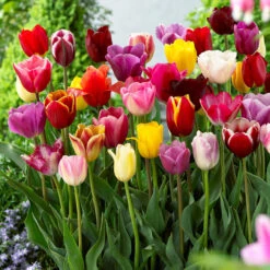 Tulip Mixtures Collection 1 Tulip Mixtures Collection 1 -Plant Flower Store Tulip Mixtures Collection1 1021458 4 33168.1657630935