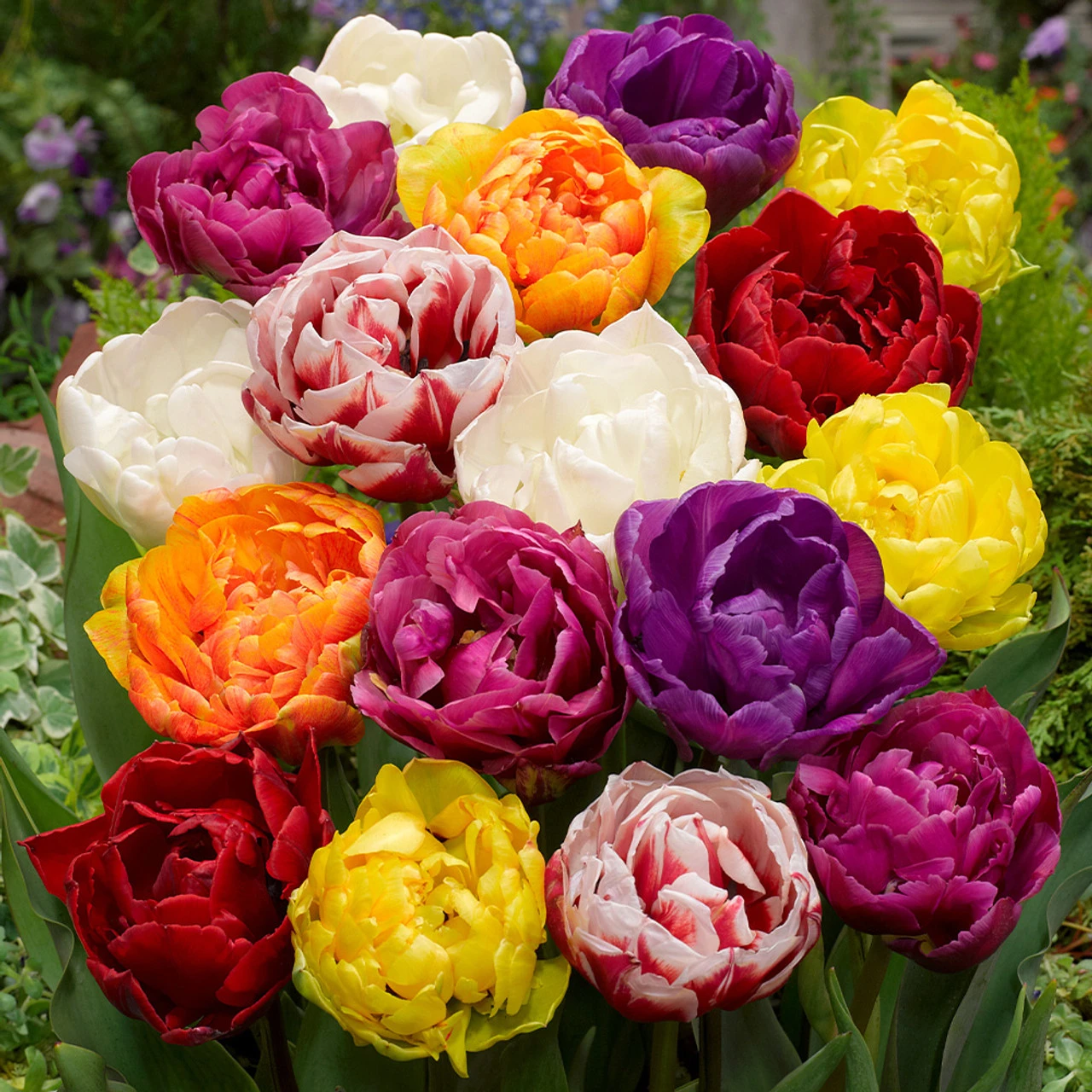 Tulip Mixtures Collection 2 Tulip Mixtures Collection 2 9 Tulip Mixtures Collection 2 Tulip Mixtures Collection 2 - Image 7