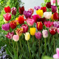 Tulip Mixtures Collection 2 Tulip Mixtures Collection 2 14 Tulip Mixtures Collection 2 Tulip Mixtures Collection 2 -Plant Flower Store Tulip Mixtures Collection2 1021459 4 36493.1654856580