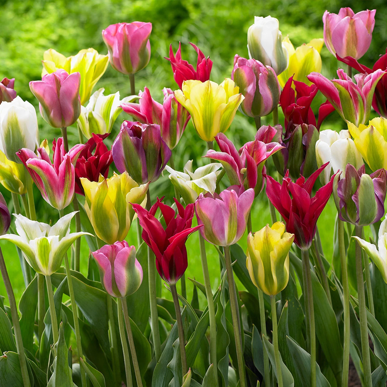 Tulip Mixtures Collection 2 Tulip Mixtures Collection 2 6 Tulip Mixtures Collection 2 Tulip Mixtures Collection 2 - Image 4