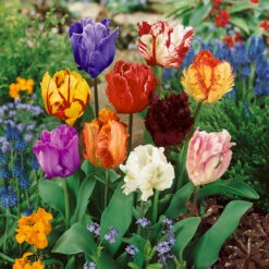 Tulip Mixtures Collection 2 Tulip Mixtures Collection 2 11 Tulip Mixtures Collection 2 Tulip Mixtures Collection 2 -Plant Flower Store Tulip Mixtures Collection2 1021459 6 84401.1654856580