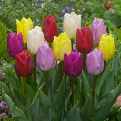 Tulip Mixtures Collection 2 Tulip Mixtures Collection 2 12 Tulip Mixtures Collection 2 Tulip Mixtures Collection 2 -Plant Flower Store Tulip Mixtures Collection2 1021459 7 18593.1654856580