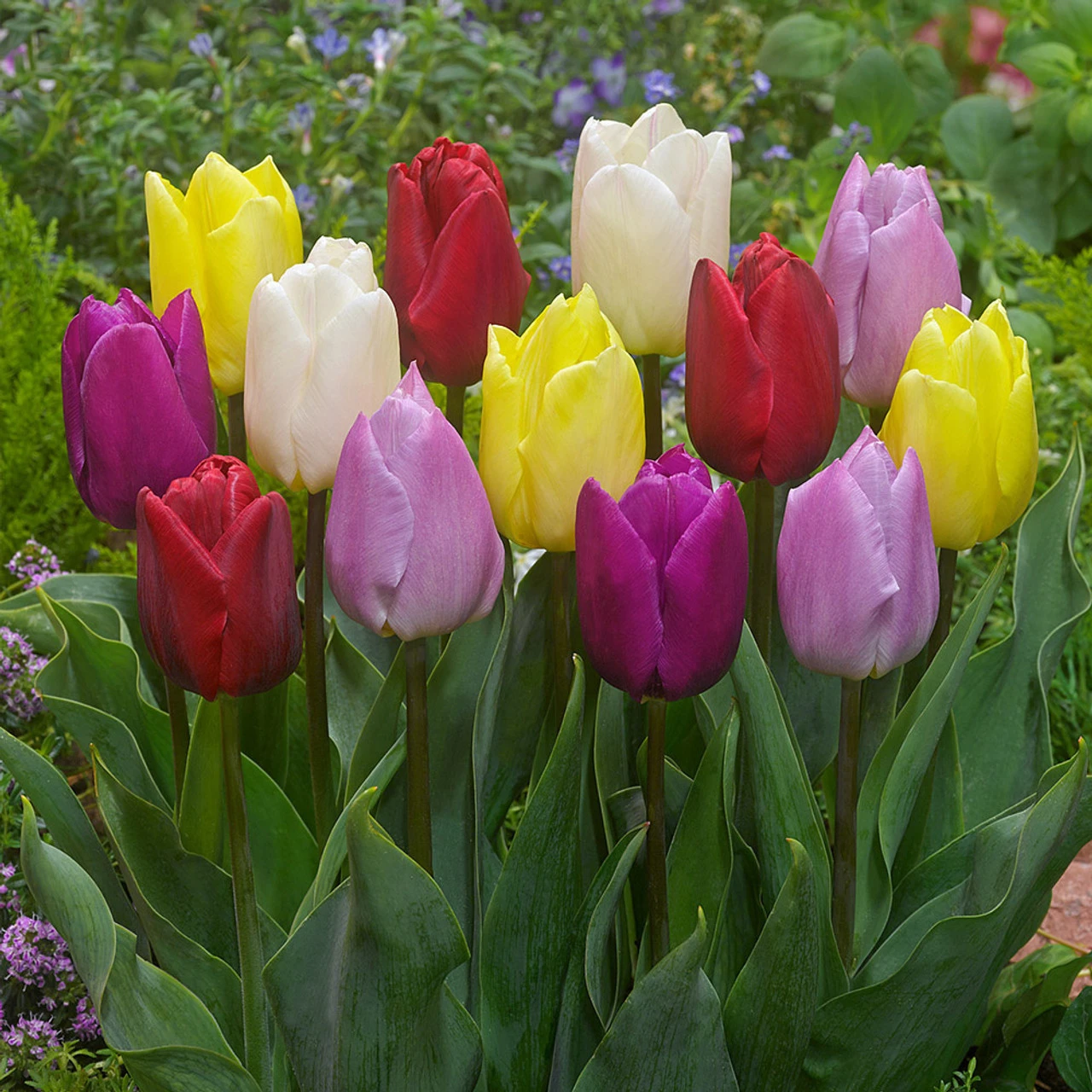 Tulip Mixtures Collection 2 Tulip Mixtures Collection 2 5 Tulip Mixtures Collection 2 Tulip Mixtures Collection 2 - Image 3