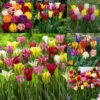 Tulip Mixtures Collection 2 Tulip Mixtures Collection 2 -Plant Flower Store Tulip Mixtures Collection2 1021459 41248.1654856580