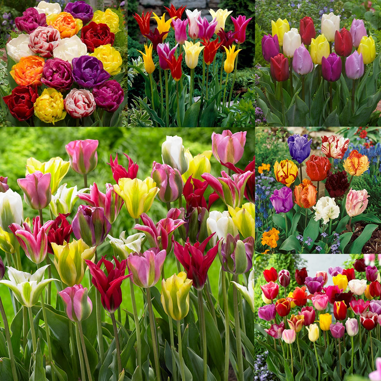 Tulip Mixtures Collection 2 Tulip Mixtures Collection 2 3 Tulip Mixtures Collection 2 Tulip Mixtures Collection 2