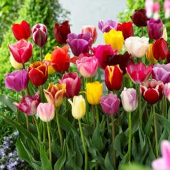 Tulip Mixtures Collection 3 Tulip Mixtures Collection 3 -Plant Flower Store Tulip Mixtures Collection3 1021460 2 62532.1654856154