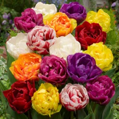 Tulip Mixtures Collection 3 Tulip Mixtures Collection 3 -Plant Flower Store Tulip Mixtures Collection3 1021460 3 50927.1654856154