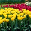 Tulip Monte Carlo Tulipa 2 Tulip Monte Carlo Tulipa -Plant Flower Store Tulip Monte Carlo 11 12cm 0002648 2 34056.1661932625