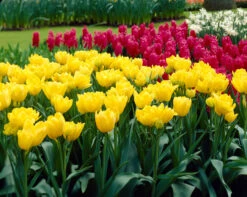 Tulip Monte Carlo Tulipa