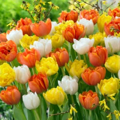 Tulip Monte Carlo Tulipa -Plant Flower Store Tulip Monte Carlo 11 12cm 0002648 3 33453.1661499325