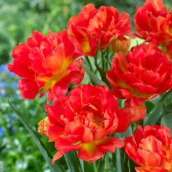 Tulip Monte Orange Tulipa -Plant Flower Store Tulip Monte Orange 0006382 2 19205.1628171537