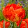 Tulip Monte Orange Tulipa -Plant Flower Store Tulip Monte Orange 0006382 38377.1628171537