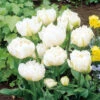 Tulip Monte Snow Tulipa -Plant Flower Store Tulip Monte Snow 0006385 20385.1654677465