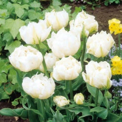 Tulip Monte Snow Tulipa