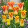 Tulip Moonblush -Plant Flower Store Tulip Moonblush 0010395 44116.1628516906