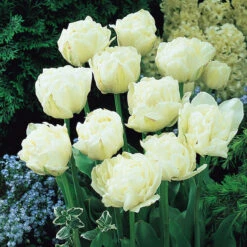 Tulip Mount Tacoma Tulipa -Plant Flower Store Tulip Mount Tacoma 0002694 4 08902.1628517570