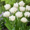 Tulip Mount Tacoma Tulipa 2 Tulip Mount Tacoma Tulipa -Plant Flower Store Tulip Mount Tacoma 0002694 85959.1628517570