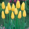 Tulip Mrs John T Scheepers Tulipa 1 Tulip Mrs John T Scheepers Tulipa -Plant Flower Store Tulip Mrs John T Scheepers 0002998 2 26971.1629190121