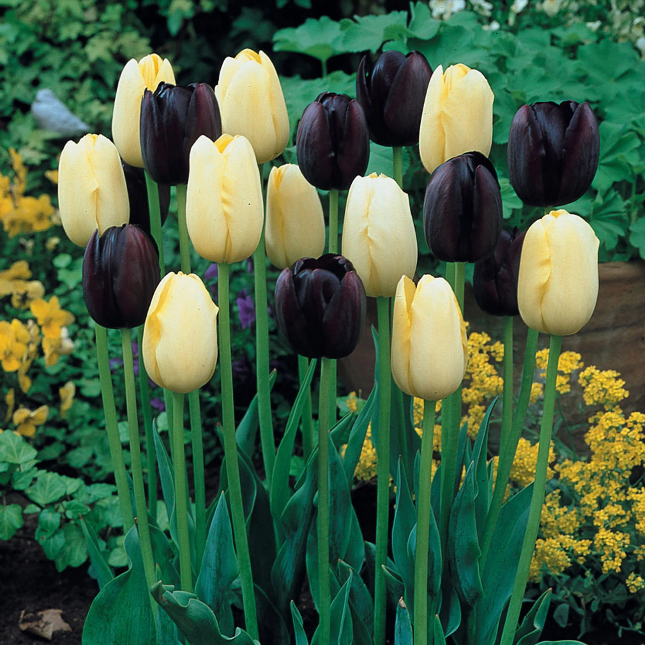 Tulip Mrs John T Scheepers Tulipa 4 Tulip Mrs John T Scheepers Tulipa - Image 2