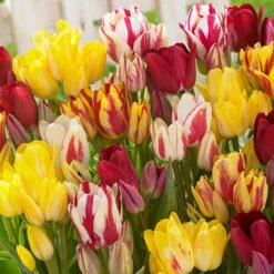 Tulip Multi-Flowered Mixed Tulipa