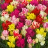 Tulip Compact Multi-flower Mixed (Saver Sized Bulbs) Tulipa -Plant Flower Store Tulip Multi Flowered Mixed 10 11cm 0000974 55193.1623344042
