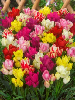 Tulip Compact Multi-flower Mixed (Saver Sized Bulbs) Tulipa