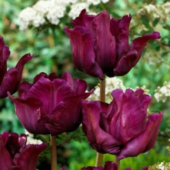 Tulip Muriel Tulipa -Plant Flower Store Tulip Muriel 11 12cm 0006023 2 50325.1655105788