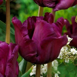 Tulip Muriel Tulipa -Plant Flower Store Tulip Muriel 11 12cm 0006023 3 90859.1655105789
